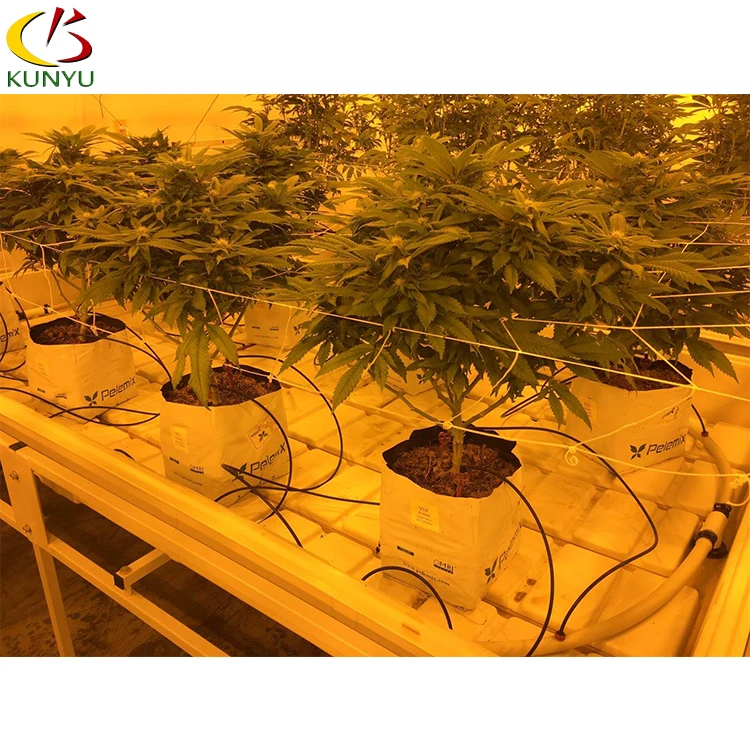 KY Thailand Project 100% Blackout System Medical Plant Hemp Polycarbonate Blackout Greenhouse For Hemp Planting