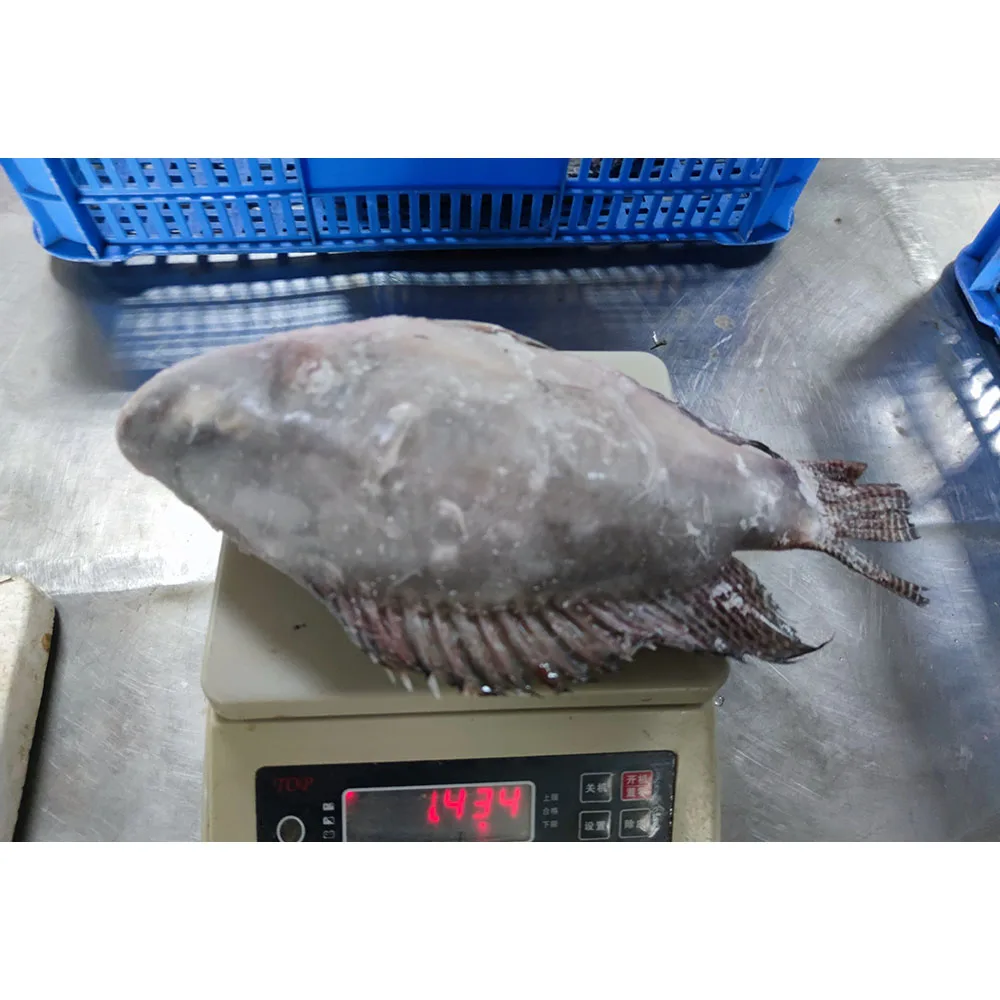 China frozen fish tilapia kosher fish frozen tilapia frozen tilapia fish specification