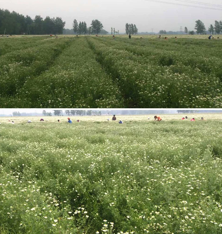 private label high quality Organic dried loose non-caffeinated Chamomile Flower tea  as  sleep Tea