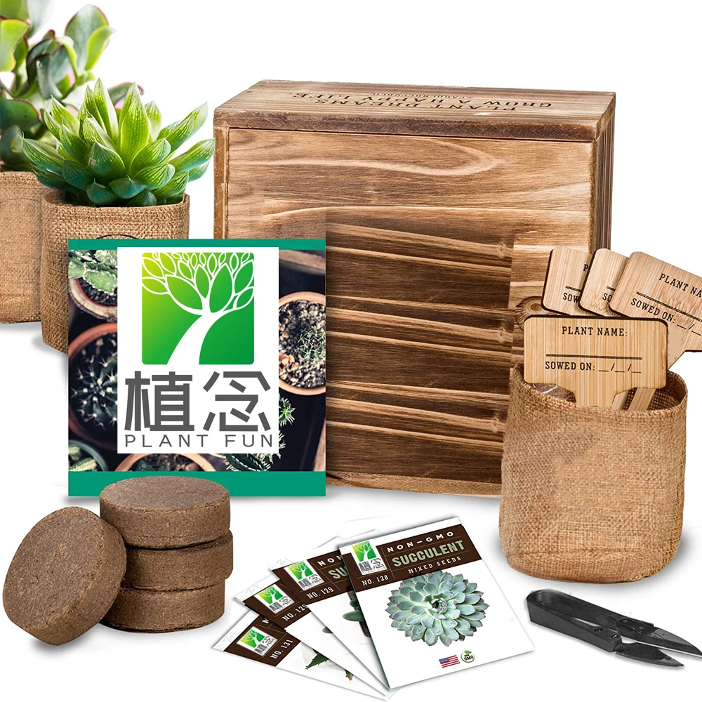 Распродажа Amazon, домашнее украшение для дома, набор для начинающих семян кактуса, суккулента