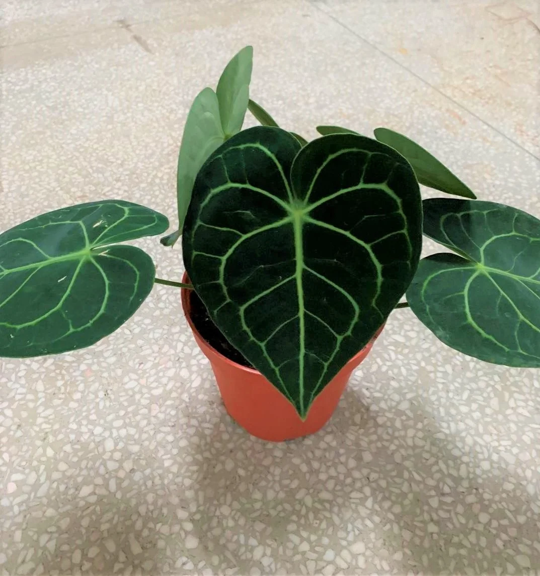  Оптовая продажа philodendron натуральный план антуриум кристаллическая липа и живые растения для