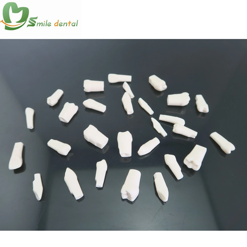 Dental Replace teeth Resin Simulation Tooth Standard Practice Screw-in Permanent Teeth Jaw Model