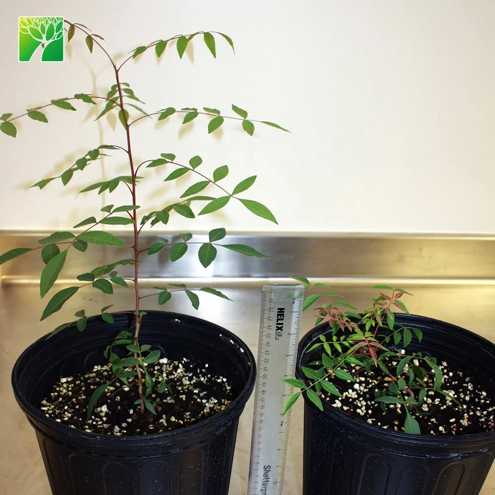 
Cheap wholesale pistacia vera fruit tree saplings pistachio tree plants seedlings from China 