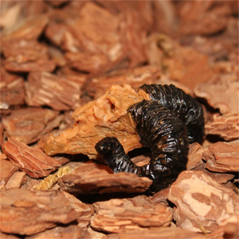 Aquarium ornaments reptile fossils landscaping resin skulls reptile landscaping decorations small skulls