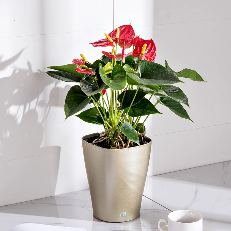 Wholesale multi color self watering function flower pot home garden office decoration flower pot