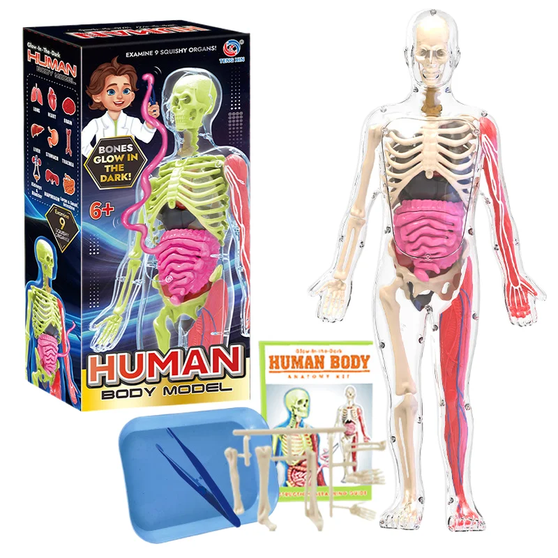 HY Toys Early Education Human Organ Bone Model suit Science Primary and Secondary School Students DIY Assembly Childre