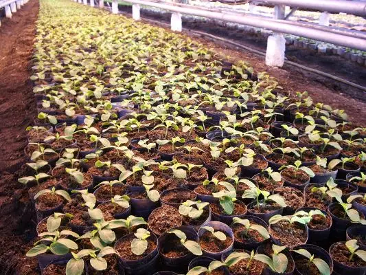 
Pressed peat moss briquette tablet for growing seedlings 