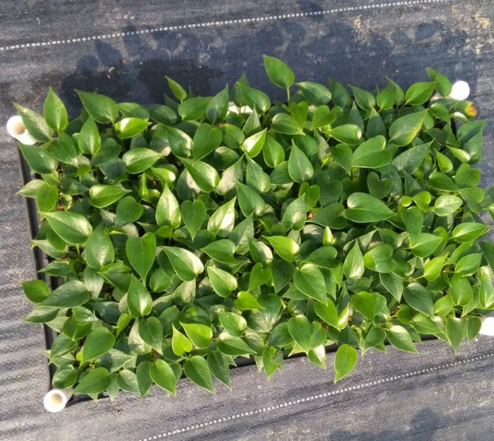 
Wholesale high quality real plants Anthurium andraeanum tissue culture tray/plug seedling of indoor bonsai Supplier 