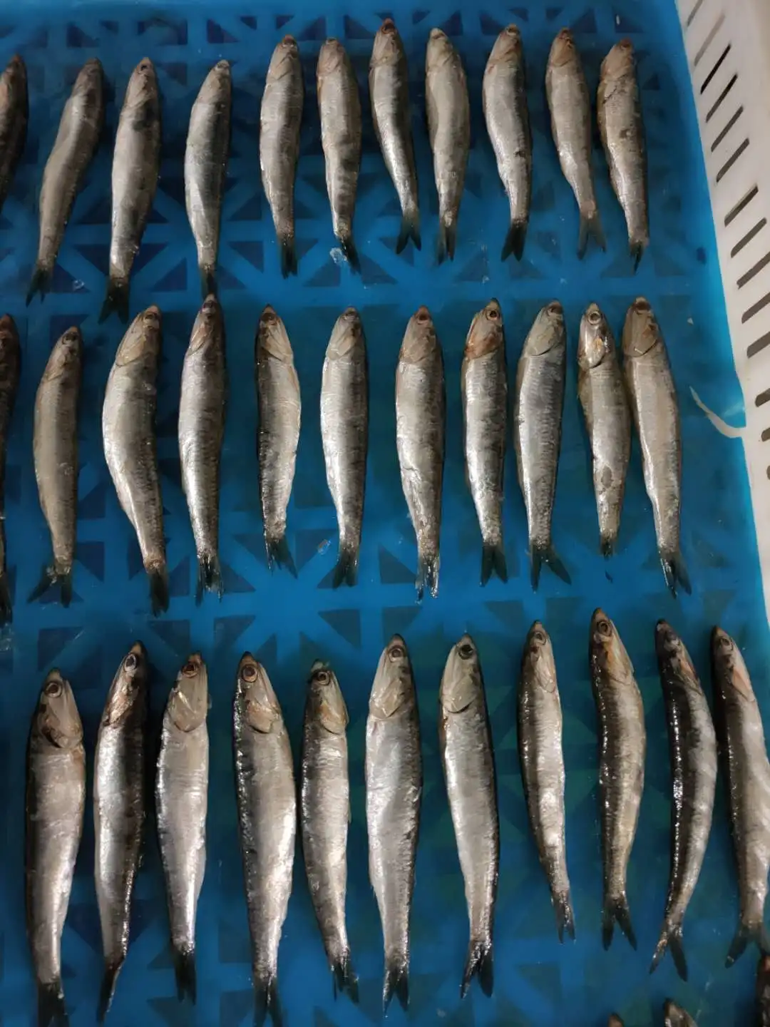 Hot sale IQF sardine  whole round import export wholesale