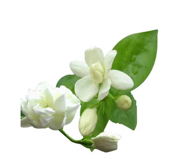 
BULK PRICE FRESH 100% PURE ORGANIC JASMINE ATTAR FOR SALE 
