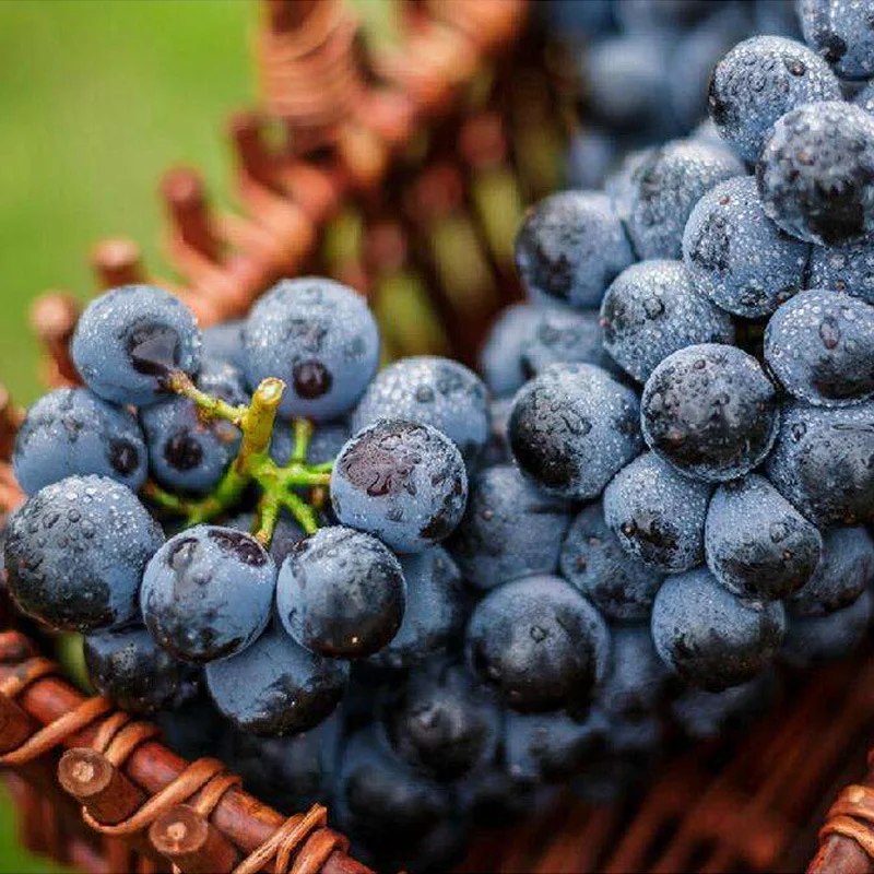 
export fruits seedless grapes Fresh red globe superior seedless grapes 