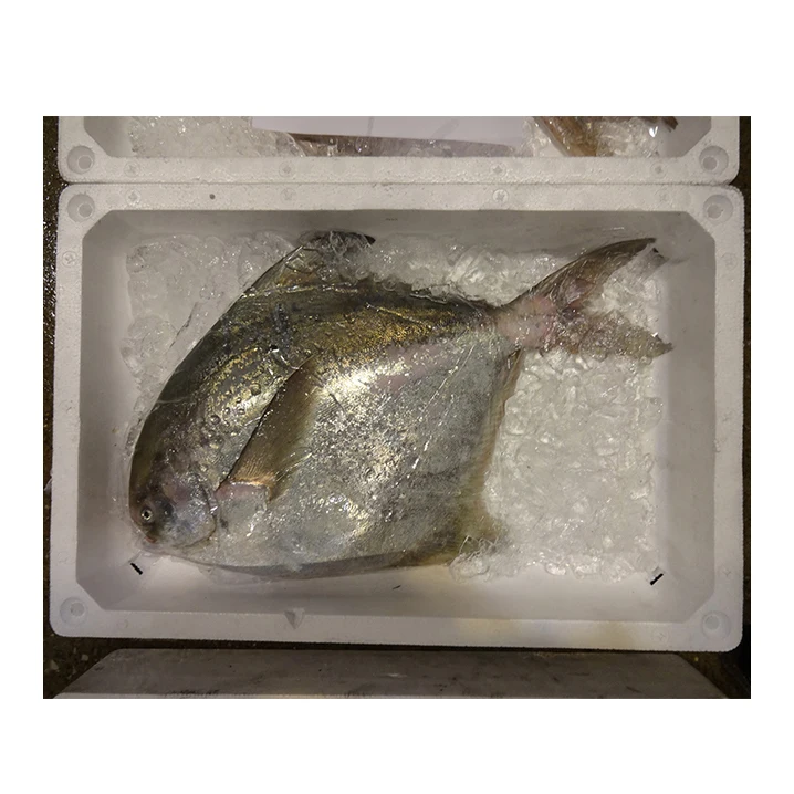Freshly Caught Export Frozen Fish And Seafood Of Rudderfish Fillets