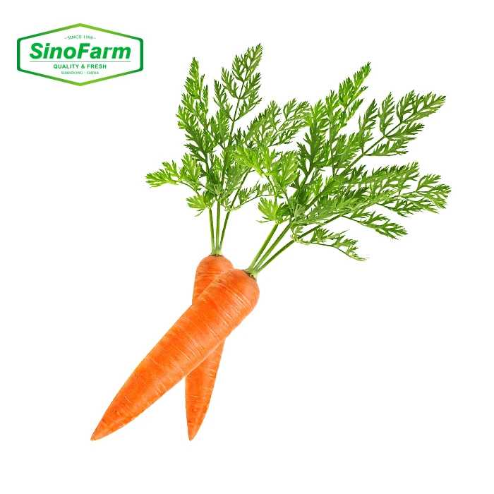 New Fresh Carrot Seeds Wholesale Best Price Red Carrot New Crop