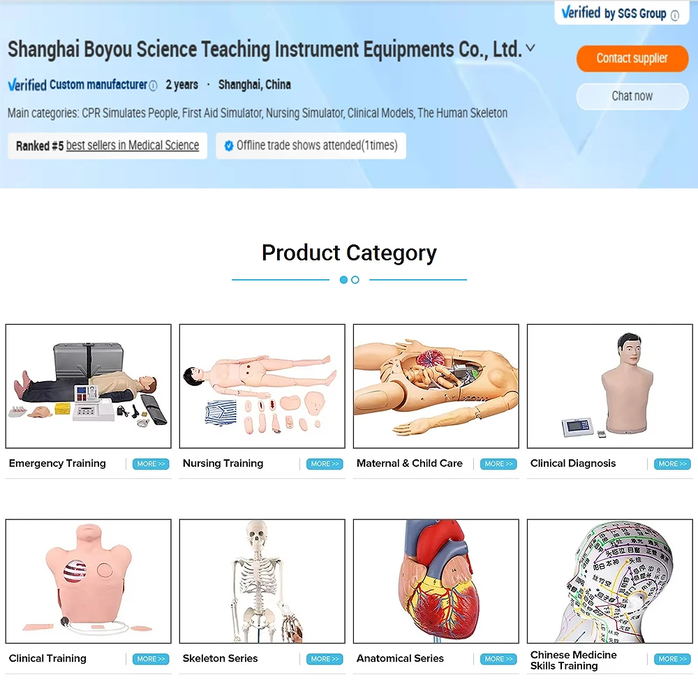 DARHMMY Human Digestive System Anatomical Model for Medical Science