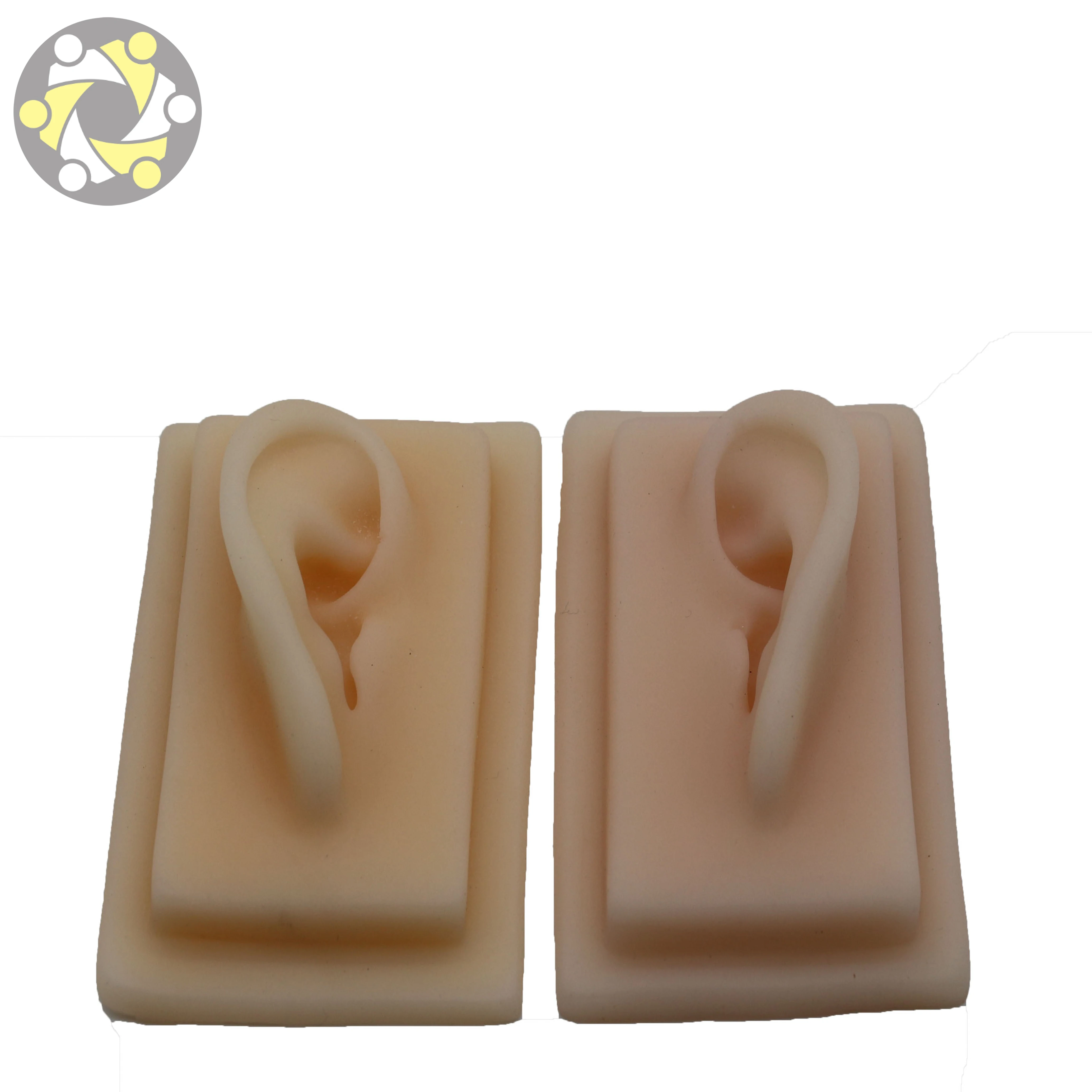 Human Anatomy 3D Flexible Silicone Ear Model Medical Science Training Model