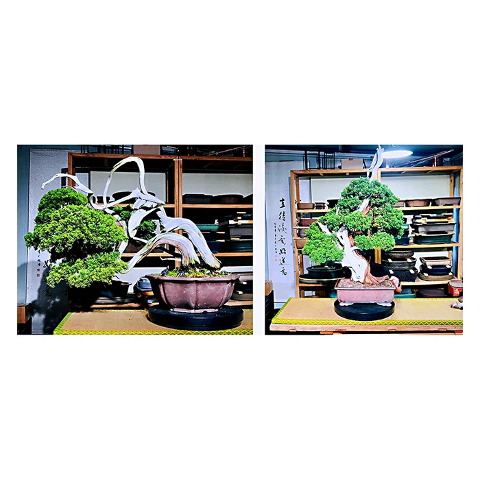 
Japanese high quality original bonsai trees real plants for home and garden 