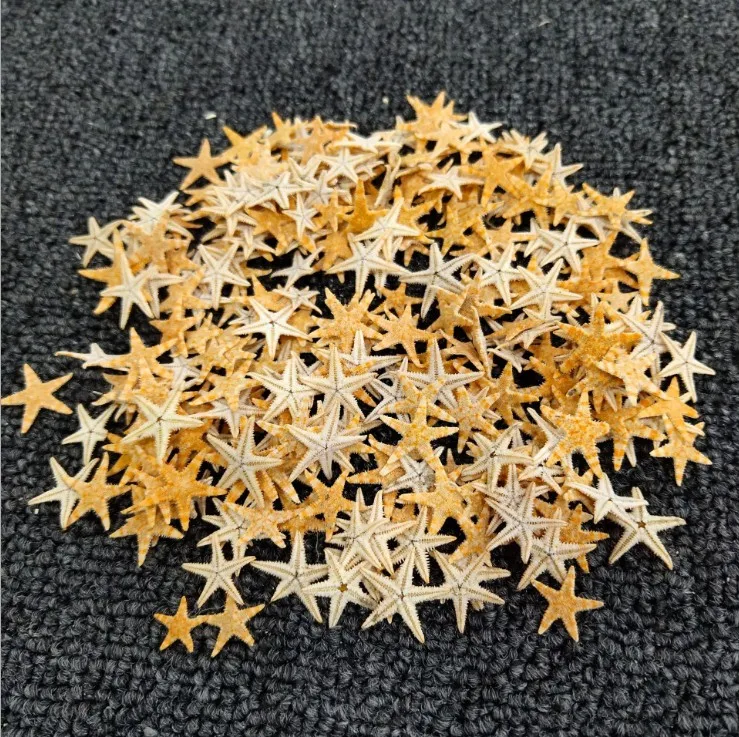 1000pcs Real Nail Art Sea Star Fish studs 3D Decorations Sea Shell Star Feathers Nail Sequin Accessories Mini Small Sea Starr
