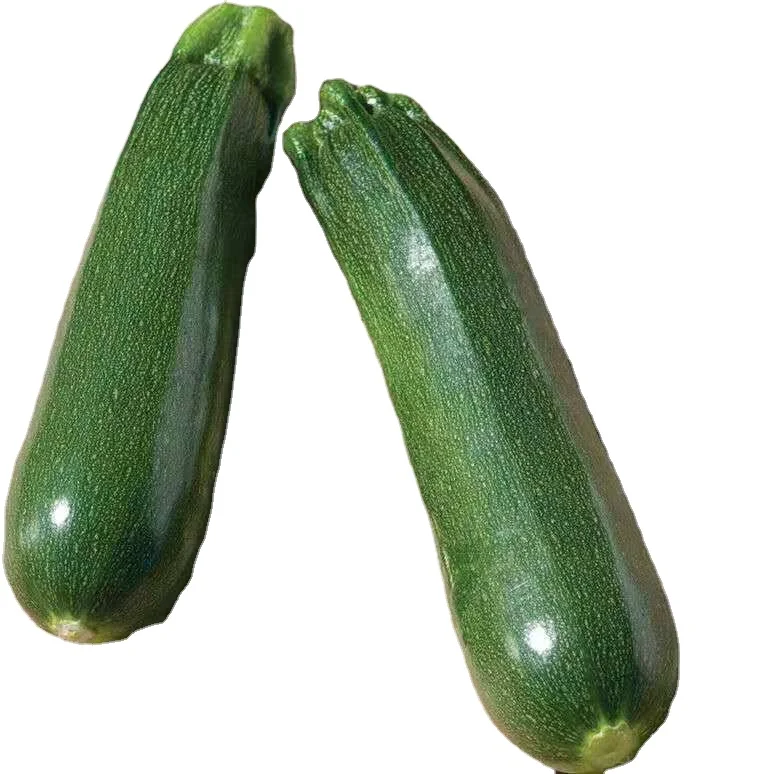 CNUS 805 F1 Hybrid F1 Dark Green Zucchini Type Squash Seeds
