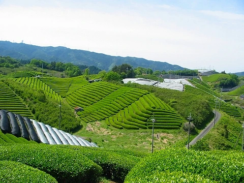 Уникальный аромат премиум-класса традиционные натуральные японские органические чайные листья