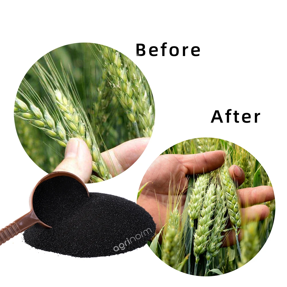agriculture seaweed fertilizer Ascophyllum Nodosum Natural Plant Growth Substance Alginic acid Seaweed Extract Powder