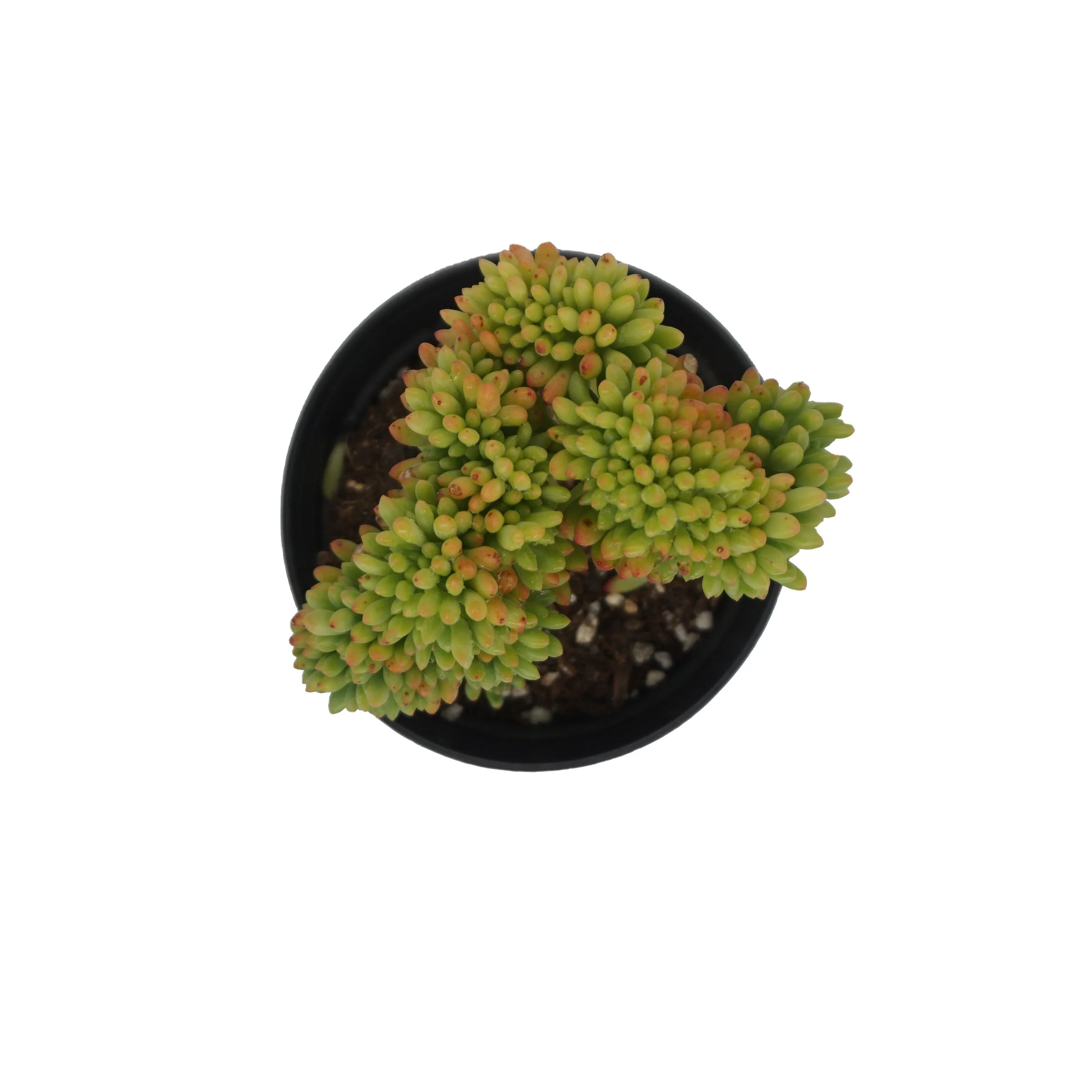 
China wholesale sedum korean succulents live plants indoor greenovia nature succulent plant 