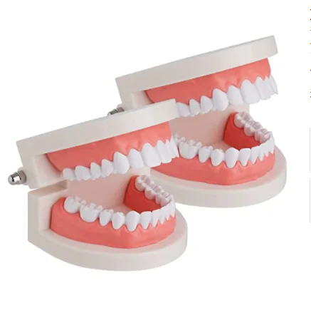 Dental preparation for teaching periodontal removable gums teeth model