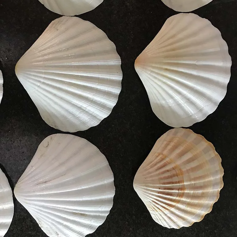 Wholesale Natural Color Scallop Shell Luster Seashell Handmade Craft for Decoration