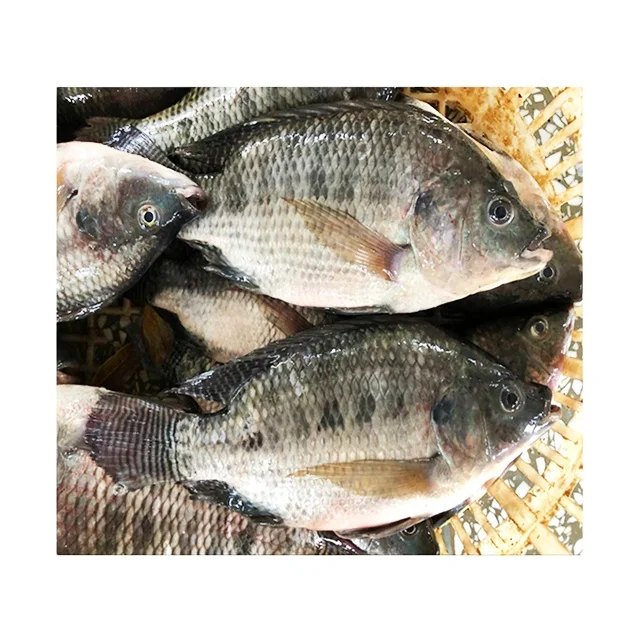 China frozen black tilapia fish wholesale price cheap frozen tilapia 100-200 200-300 300-500 500-800