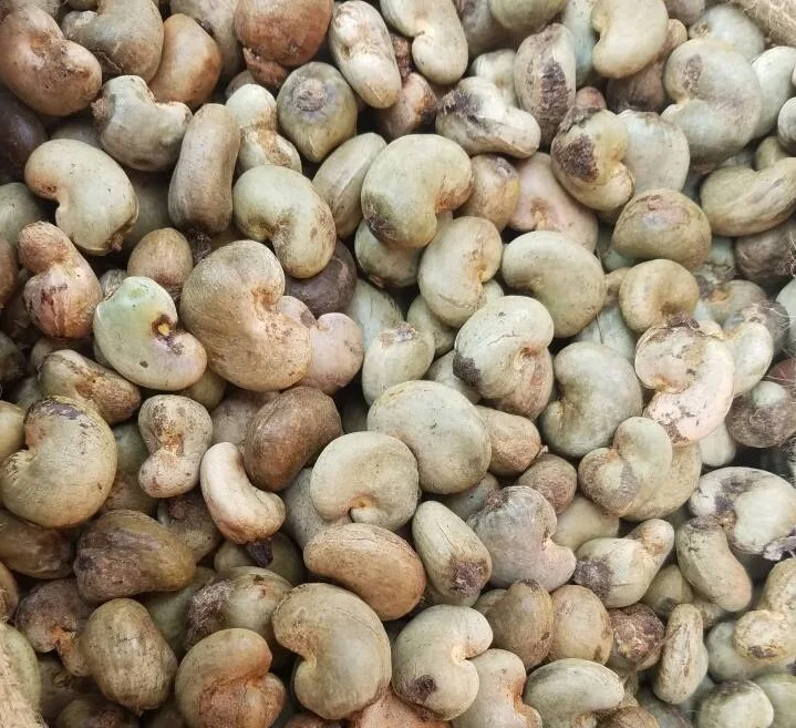 
Raw Cashew Nut 