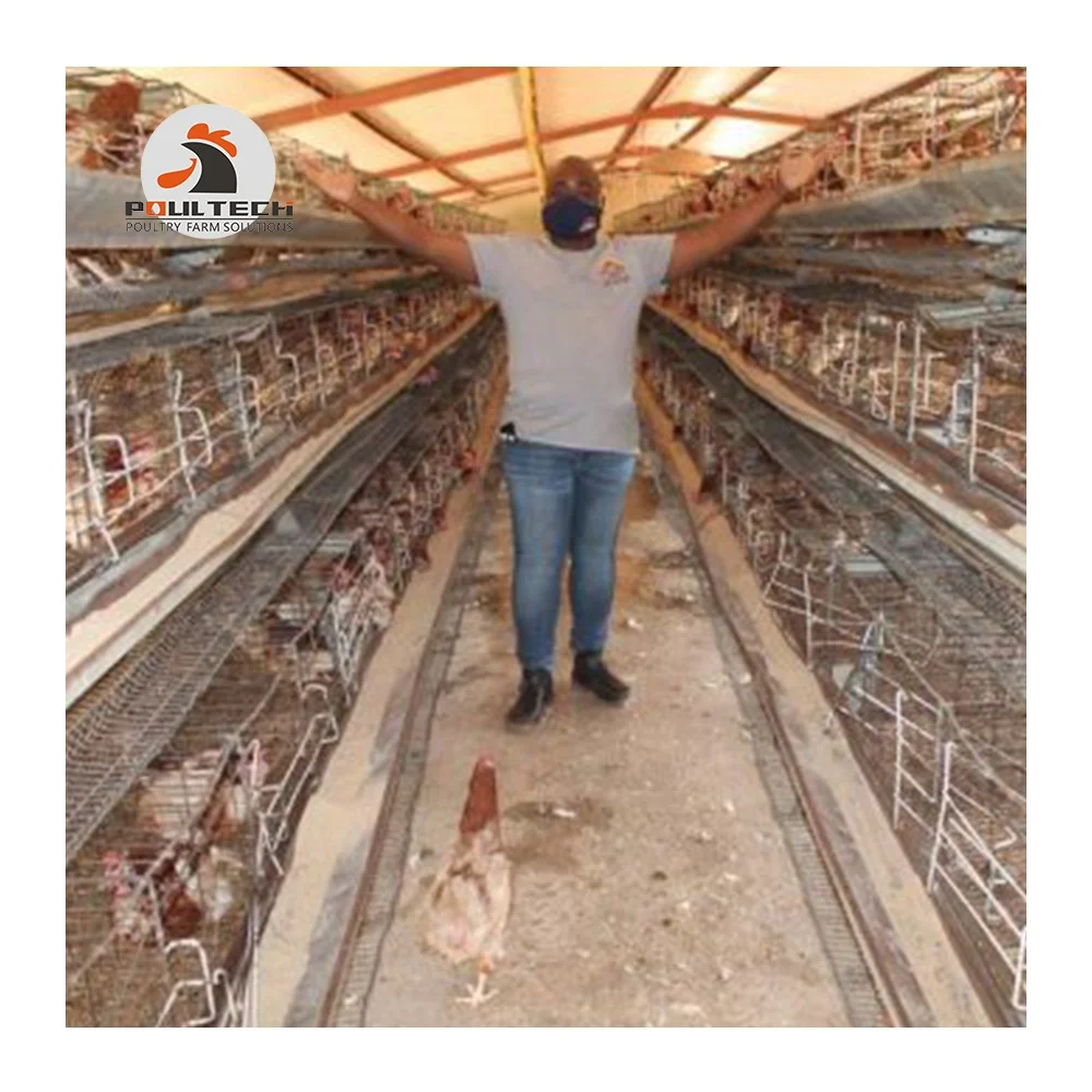 Птицефабрика с яичными слоями хорошая цена автоматическая клейкая клетка для птицеводства большая