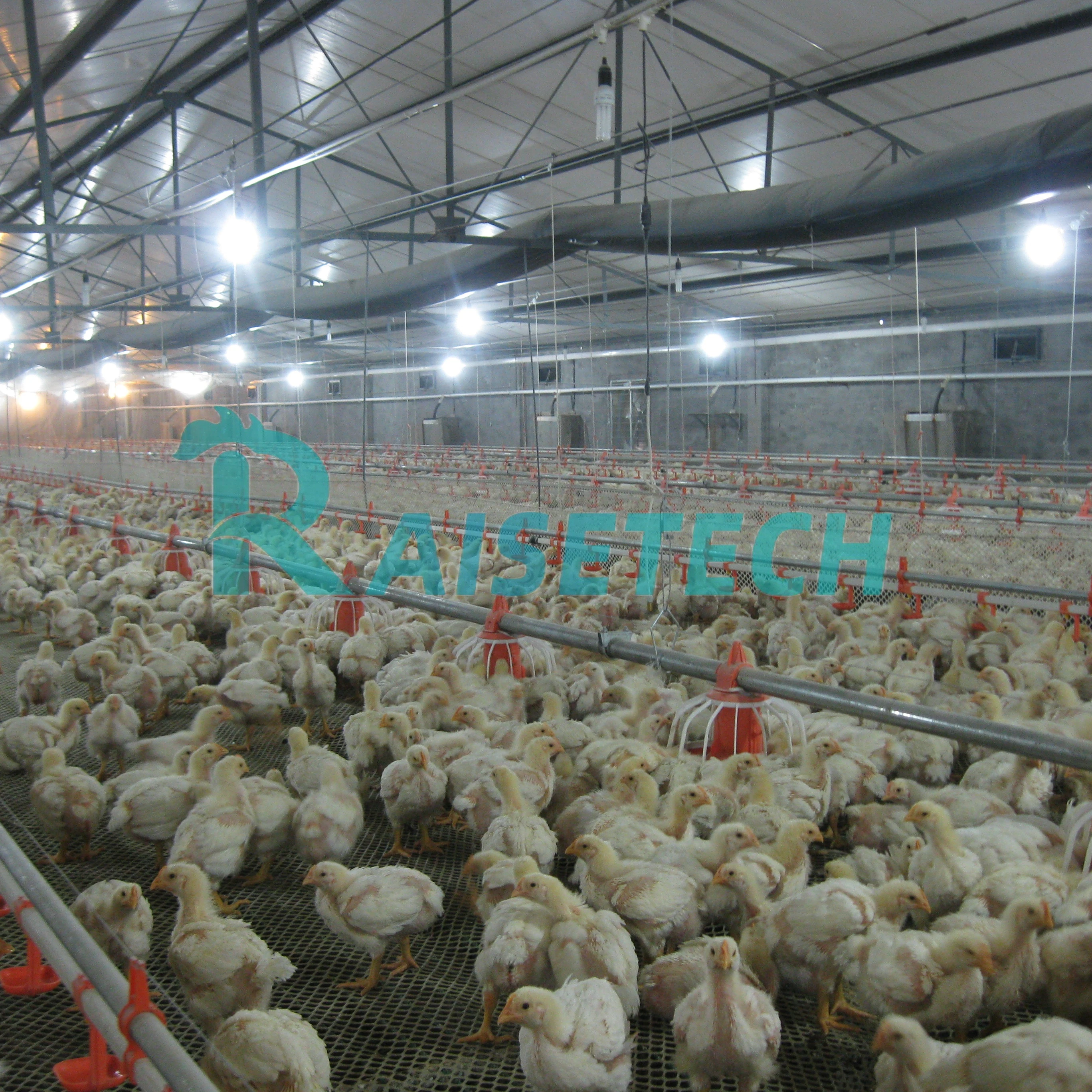 Modern Full-Automatic Chicken Broiler Floor Flat Raising Equipment Poultry Farming Used Condition Chicken Feed Feeding Equipment