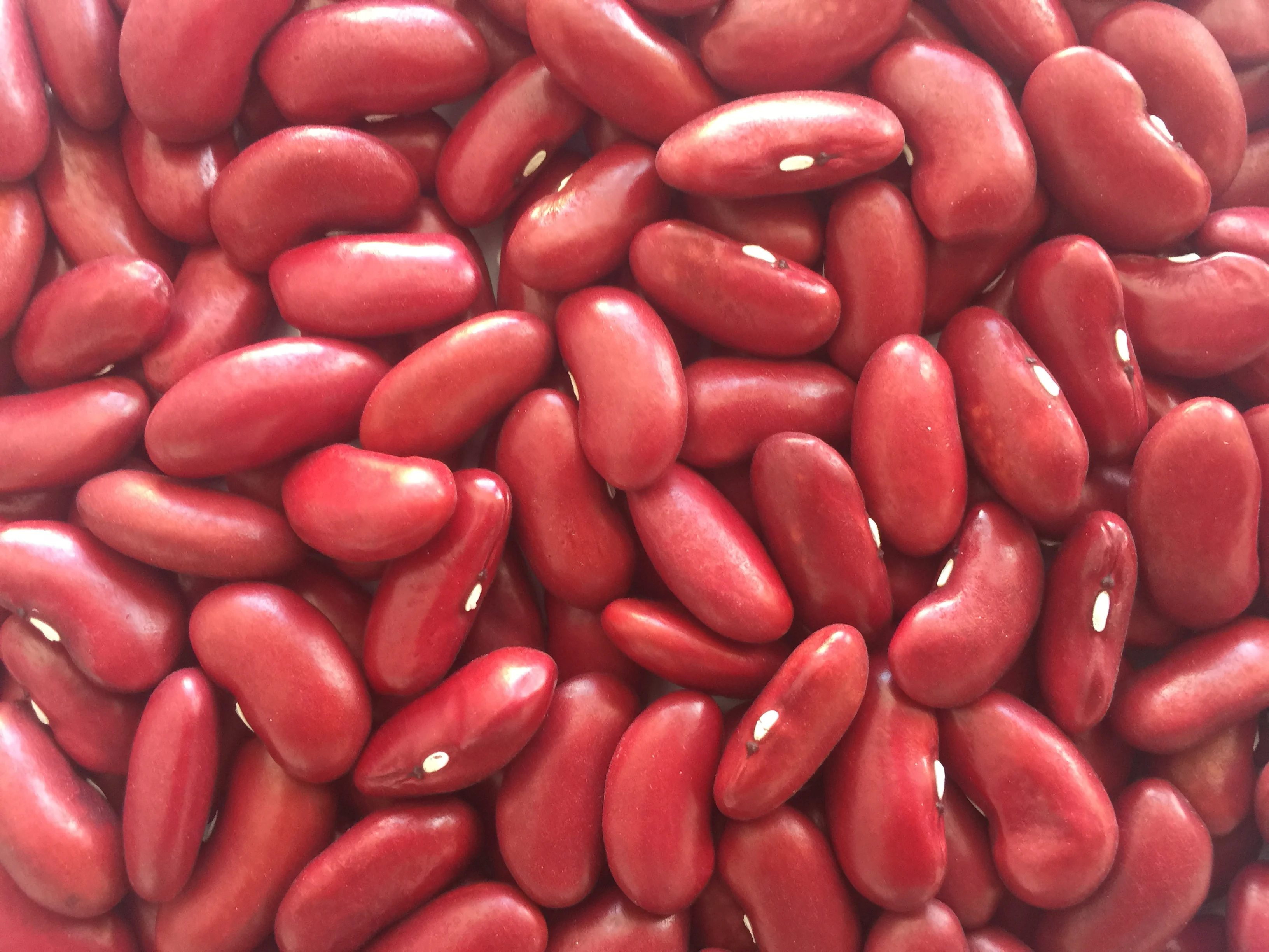 Wholesale organic Dried Dark Red Kidney Bean