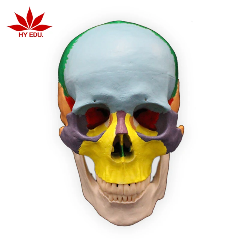 Teaching Resource Colored to Distinguish Different Regions Anatomical Skull Model of Human