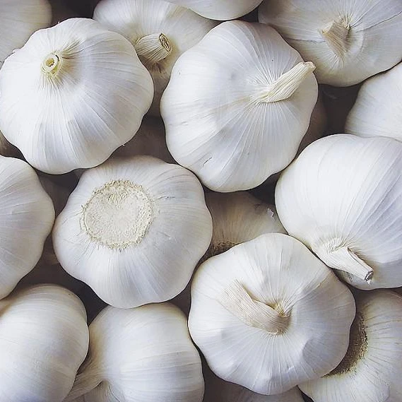 normal white garlic wholesale price of garlic export from China
