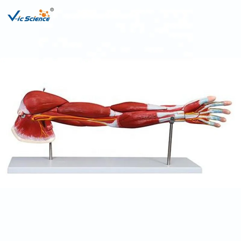 human arm muscle anatomical teaching model human arm anatomy medical model