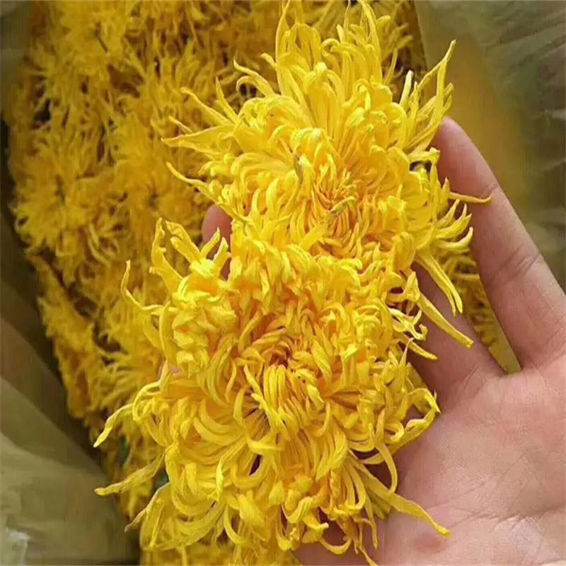 Dried Flower Tea China Health Wholesale Low Price Natural Dried Flower Gold Chrysanthemum Tea