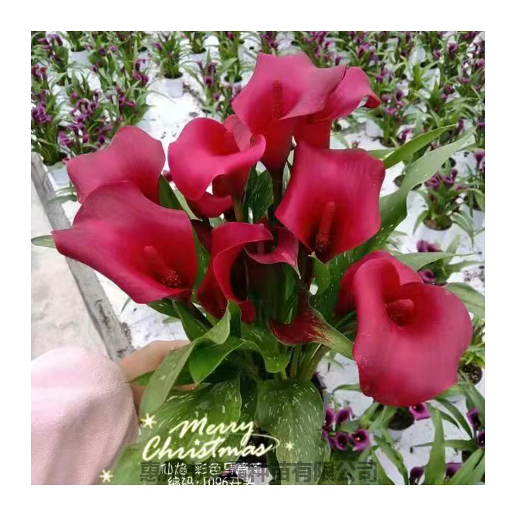 
Красивое цветное комнатное декоративное растение бонсай 