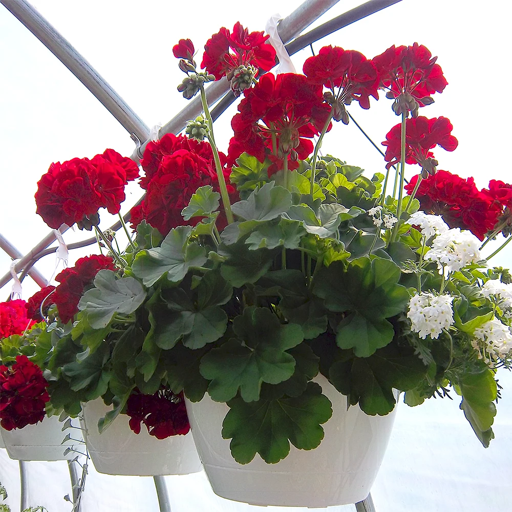 Home Durable Plant Garden Supplies Plastic Hanging Basket Planter Horticulture Flower Pots Hanging Pot