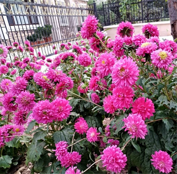 Cui ju Higher germination aster flower seeds for sale