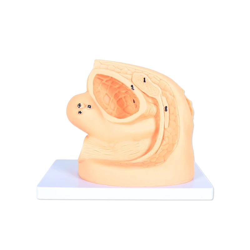 Advanced Female Internal and External Genital Organs