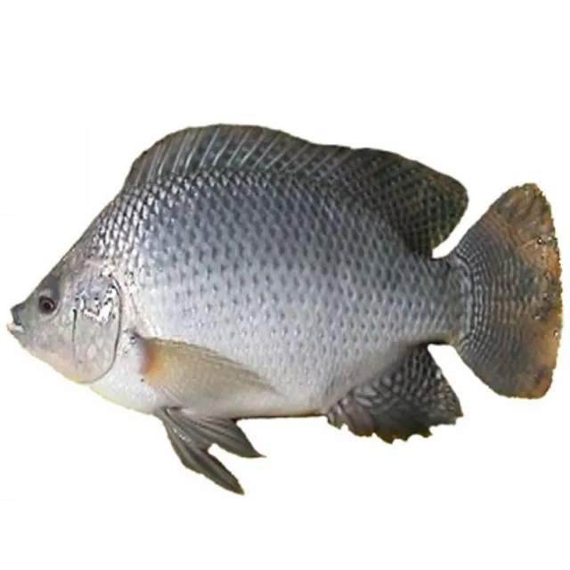 Заводская поставка, пробиотики для рыбных креветок, бензиновые бактерии для системы biofloc