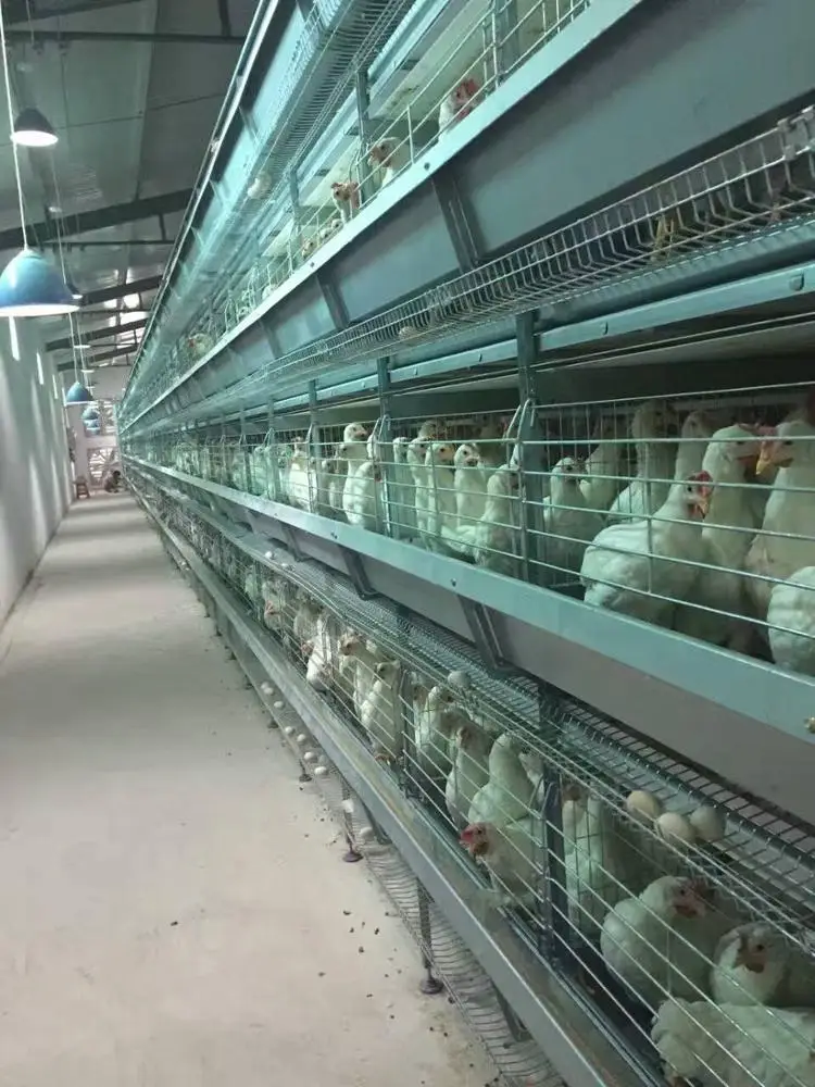 Hot  Production Automatic Poultry Farm Cage for Layer\/hen\/egg Chicken