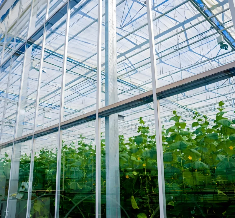 China Customized Intelligent Glass Multi Span Greenhouse for Lettuce Hydroponic Cultivation Film Steel Material Agriculture Use