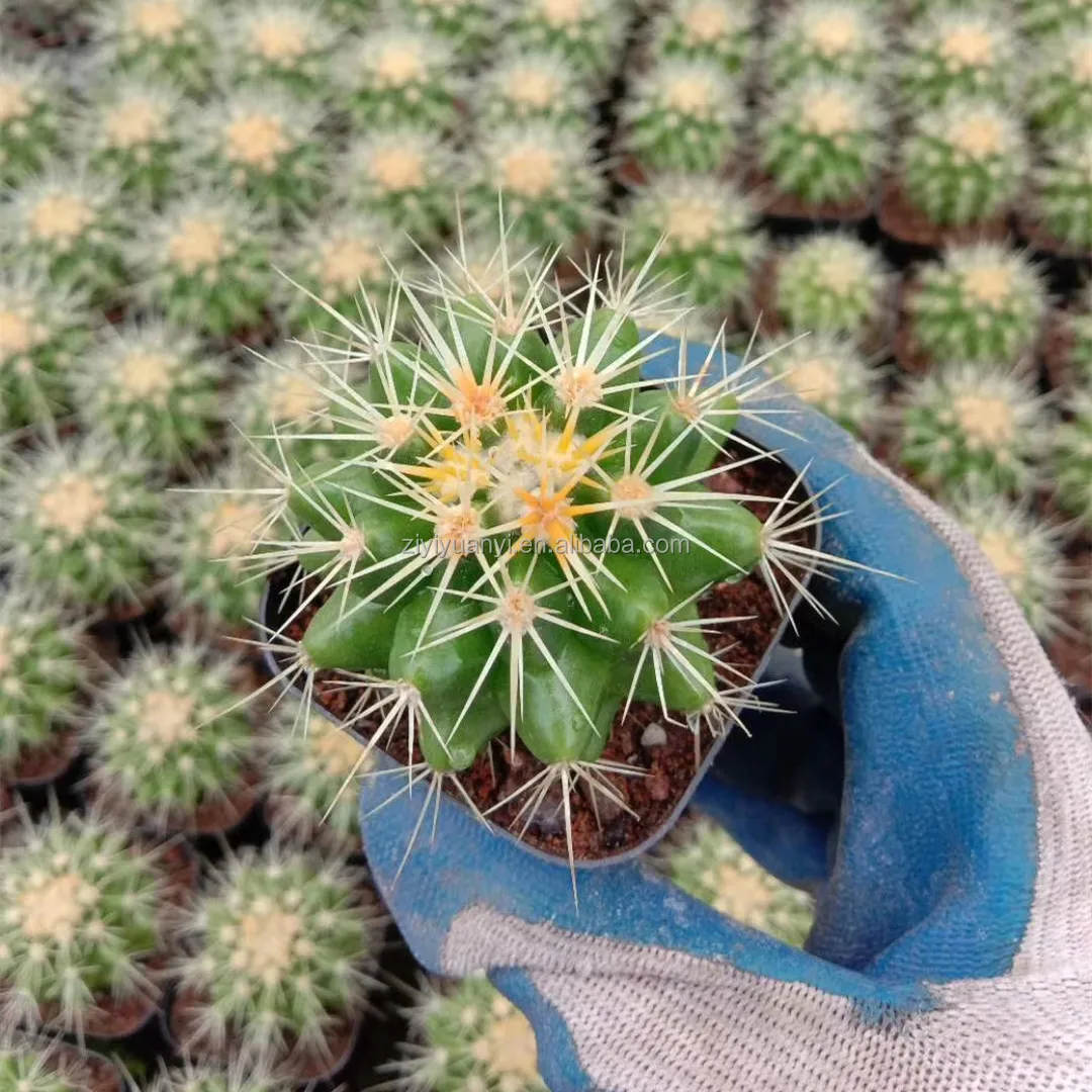 
Hot sell Nature live plant wholesale golden barrel cactus indoor bonsai 