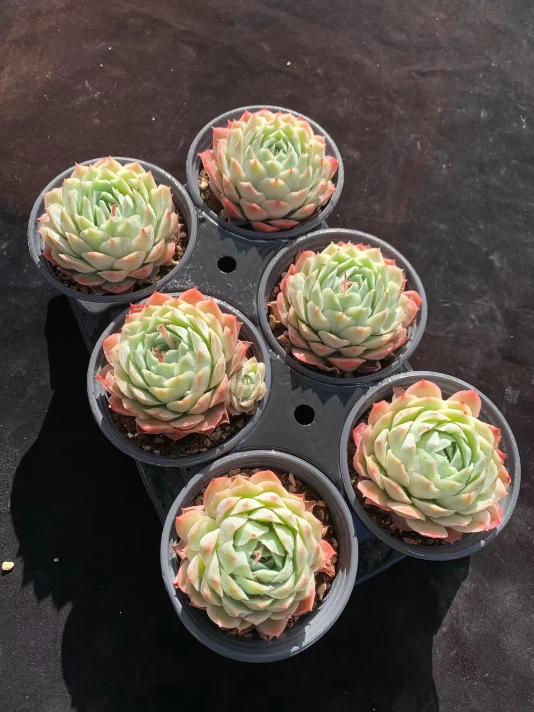 
wy32 Echeveria Jeongwol Live Plant Natural Succulents Woody Plants indoor plant 