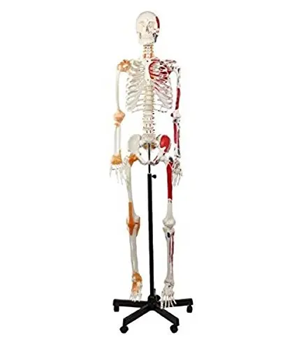 Human Skeleton Model Medical anatomy model human skeleton