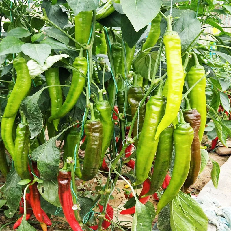 
Chinese Vegetable Seeds With High Yield And Heat Resistance Pepper Seeds 