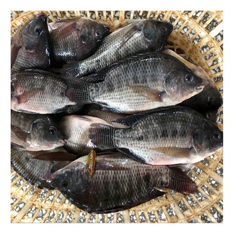 Premium Quality Tilapia for Tilapia Frozen Whole Round Tilapia Fish with all size