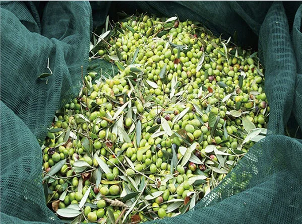 PE Olive Netting Fruit Olive Harvest Net  Green HDPE coconut collection net