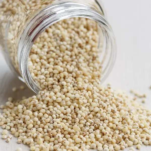 BEST quality Organic white sorghum seeds high grade good quality healthy food raw available in bulk quantity at wholesale price